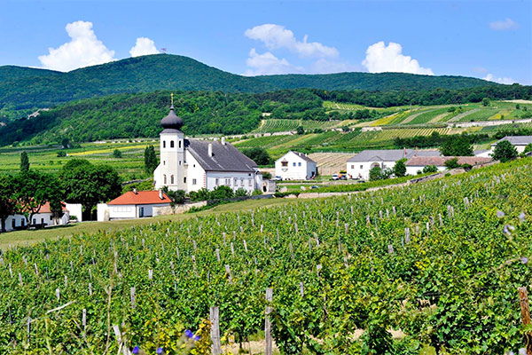 Weinsommer Gumpoldskirchen 2019 Freigut Thallern